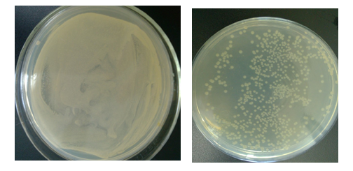 抗菌实验不同操作方法及细节对试验结果的影响