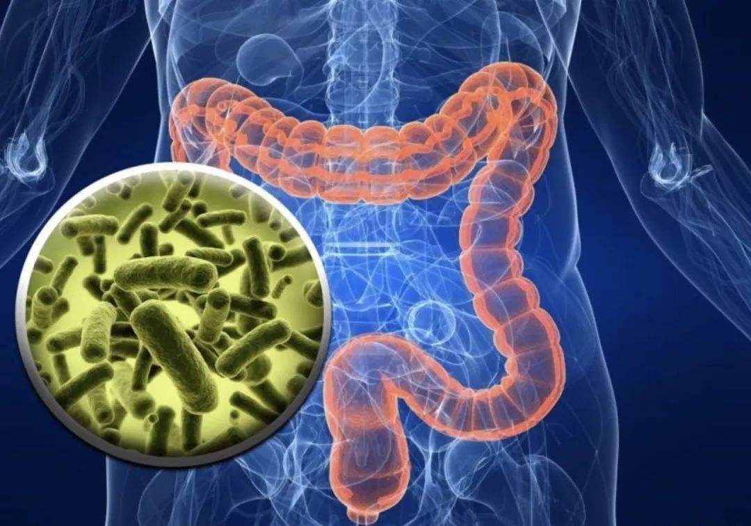 掌控人体的是我们还是共生细菌?