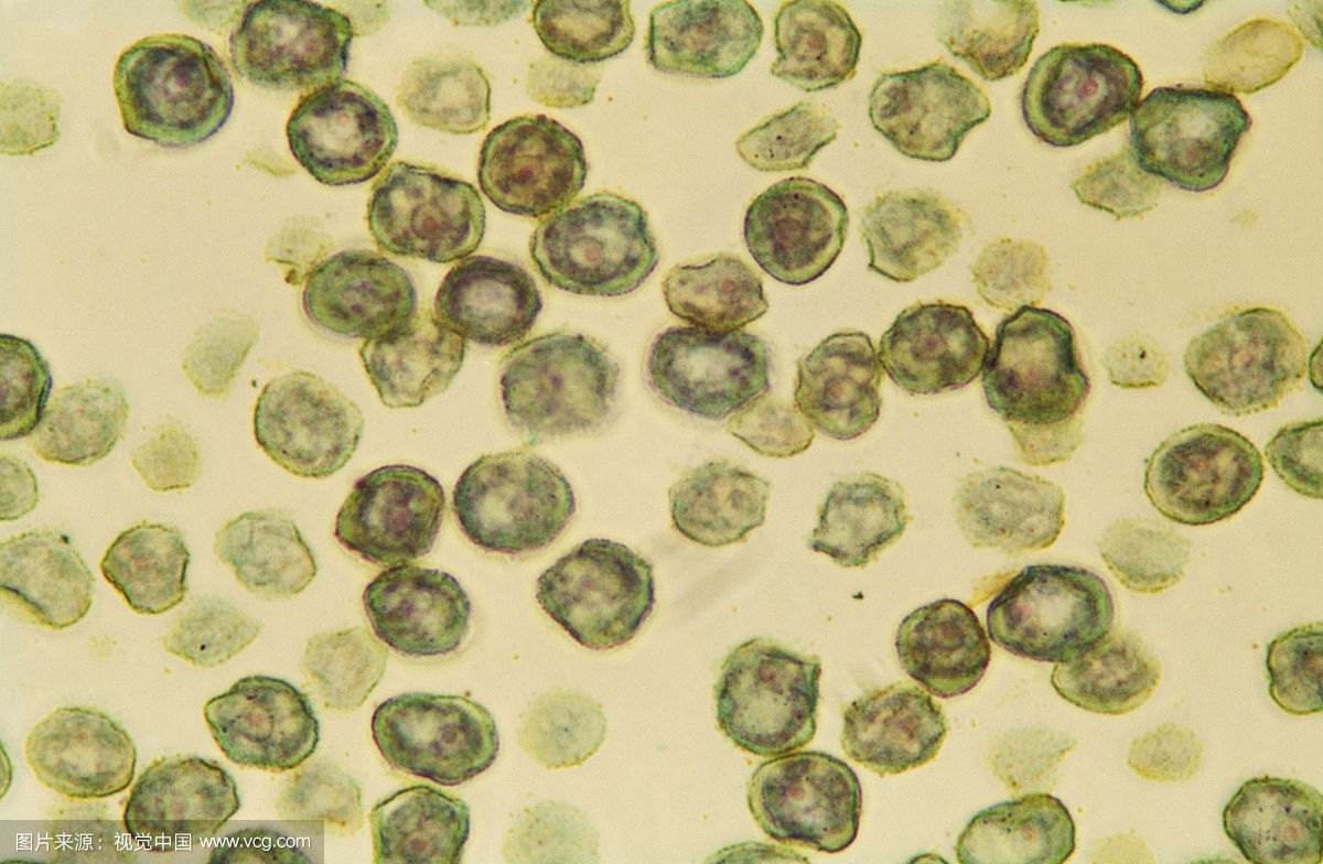 真菌的定义分类起源和演化