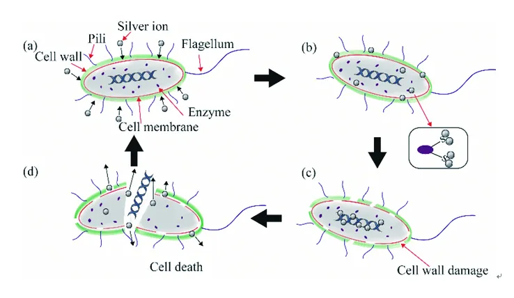 银离子抗菌原理图片